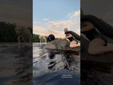 #elephant #dogs #animals #labrador #fun thumbnail