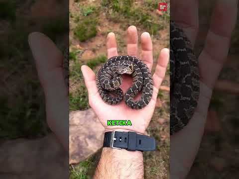 Jangan Remehkan Bayi Ular thumbnail