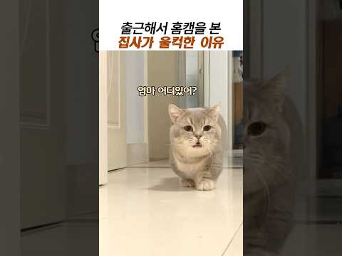 출근해서 홈캠을 본 집사가 울컥한이유#스코티시 스트레이트#홈캠#귀여운고양이#외로운고양이 thumbnail