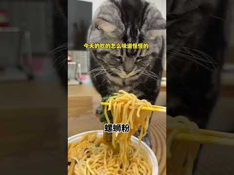【牛奶是只猫】如何解决猫咪爱吃人类食物 thumbnail