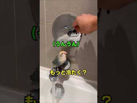 インコを飼うのがとても大変な理由 thumbnail