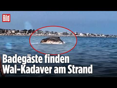 WAL-ALARM VOR BARCELONA: Toter Kadaver treibt plötzlich am Badestrand in Spanien thumbnail