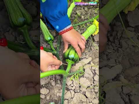 Tip to prevent pumpkin fruit cracking: Insert a toothpick into the base of the pumpkin pedicel thumbnail