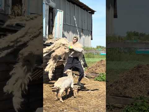 Барашек Рокки в трендах 😎 thumbnail