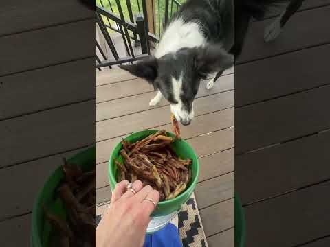 Shocked Zeus Didn’t Grab 10 😂 | Dog Teeth Cleaning Hack thumbnail