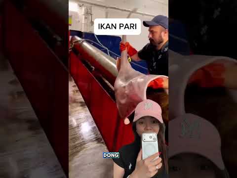 Ikan PARI akhirnya dibebaskan ‼️ thumbnail