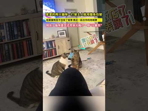家裡的兩隻貓咪一打架主人就用貓條勸架，結果貓咪發不但現了規律 竟還一起合作利用規律……網友：貓咪甚至還用餘光瞄了一眼"出餐員"！#shorts#萌宠 #猫咪成精了 thumbnail