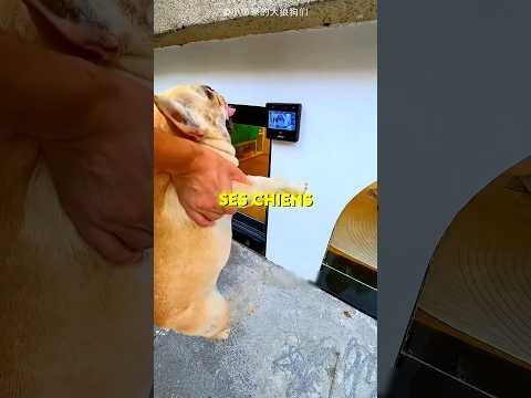 ? Il utilise son chien pour ouvrir la niche et dormir avec eux thumbnail