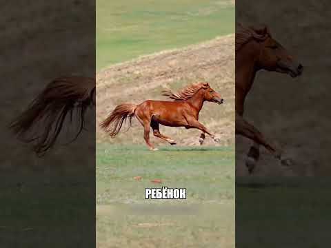 Малыш преодолел огромное расстояние ДОМОЙ🐎🏃‍♂️✨ thumbnail