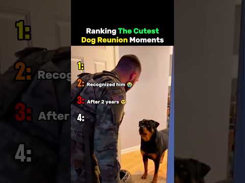 Ranking The Cutest Dog Reunion Moments #dog thumbnail