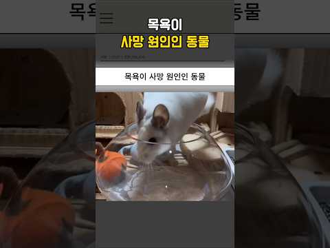 목욕이 사망 원인인 동물 thumbnail