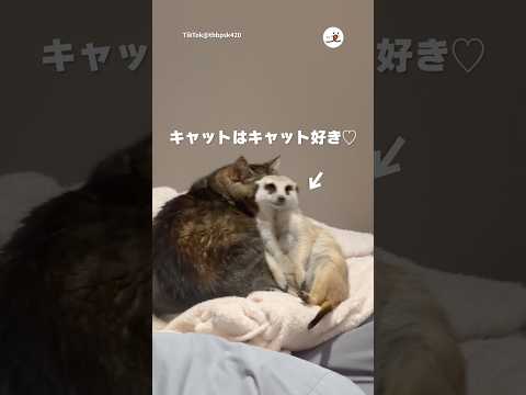 キャットとキャットの距離感｜PECO thumbnail