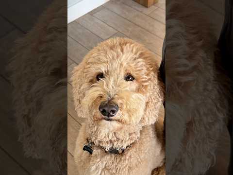 an age old battle #dogs #dogcomedy #dogowners thumbnail