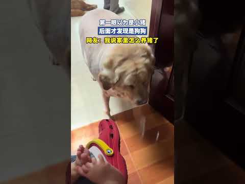 第一眼以为是小猪，后面才发现是狗狗 thumbnail