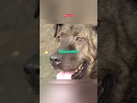 Po 5 Latach W Końcu Pozwolił Jej Się Dotknąć… 🐶❤️😭#pies #zwierzeta  #historia #viral thumbnail