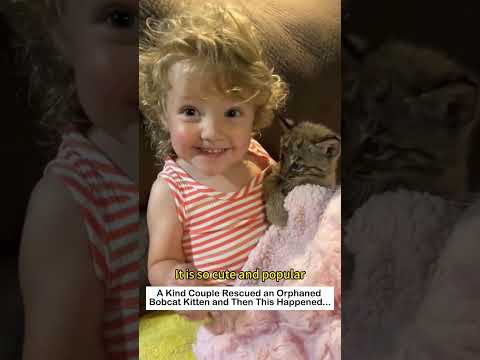 Orphaned Bobcat #lovestory #animals #wildliferescue #rescueefforts #cute #love #bobcat #pets thumbnail