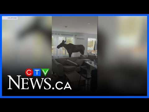 Moose causes havoc inside Quebec man’s living room thumbnail