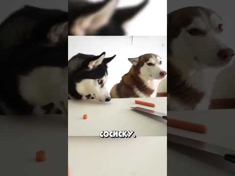 Этот хаски удивил хозяина своим поступком #shorts thumbnail