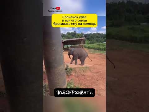 Почему Животные Помогают Друг Другу 😻 thumbnail