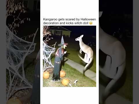 Wait For End😳Funny Kangaroo Vs Witch😂 #usa #newyork #funny #animals thumbnail