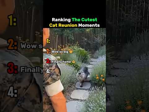 Ranking The Cutest Cat Reunion Moments #cat thumbnail