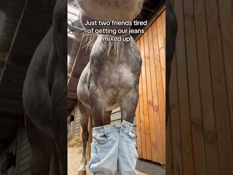 Hate when it happens 🤷🏼‍♀️ #equestrian #horses #funnyhorse #funnyvideo #stallion #horsegirl thumbnail