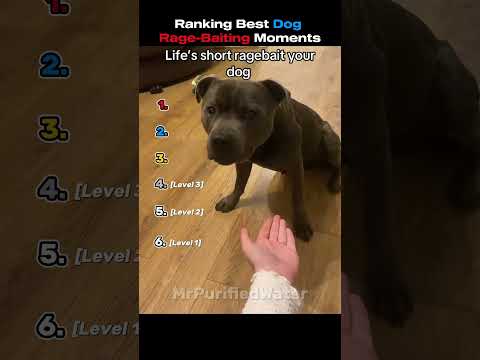 Ranking Best Dog Rage-Baiting Moments thumbnail