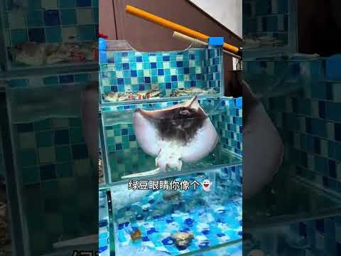 鱼：有些话比刀子更伤人 #搞笑 #funny  #搞笑配音 thumbnail