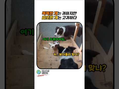 상위 0.1%의 따뜻함을 가진 보더콜리 #강아지 #반려견 #대형견 #보더콜리 #천재견 #친구 #따뜻한마음 #귀여운 #동물영상 #animals ##bodercollie thumbnail