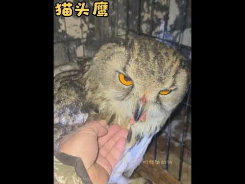 貓頭鷹是萌禽還是猛禽？#動物解說#貓頭鷹#奇妙的動物 thumbnail