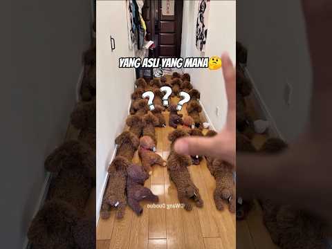 Cari Doggy Asli, Susah Banget! 😱#shortvideo thumbnail