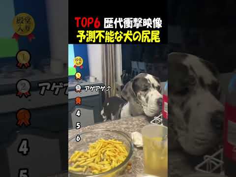 予測不能な犬のしっぽ thumbnail