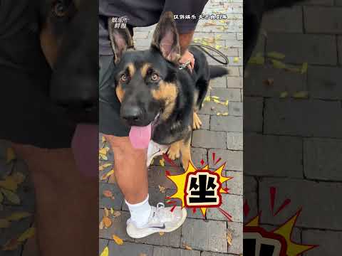 回家后的德牧主人：捉虾~捉虾~#德牧  #悉尼  #搞笑 #出租车 #万万没想到 thumbnail