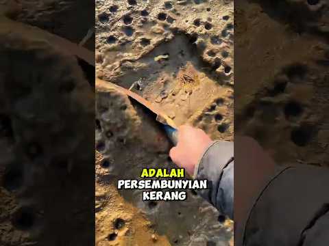 Menemukan Banyak Lubamg Aneh di Pasir Tepi Pantai #short thumbnail