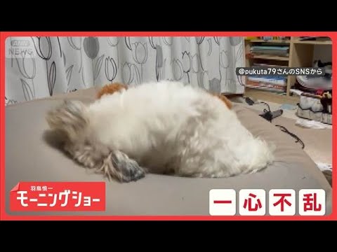 一心不乱だワン　「ここ掘れ」からの電池切れ…一瞬でパタリ犬　疲れて寝ちゃったの？【羽鳥慎一モーニングショー】(2026年5月28日) thumbnail