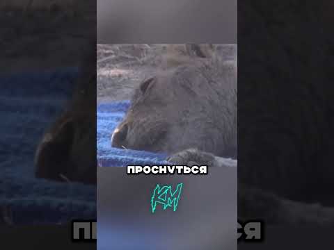 Проблемы львов в саванне #факты thumbnail