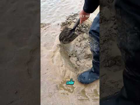 Người đàn ông kéo con lăn gỗ đi tìm ốc dưới cát thumbnail