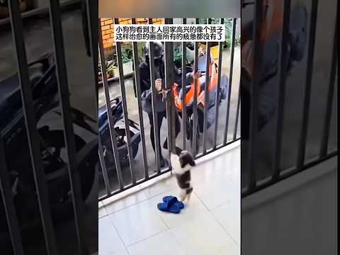 🇨🇳 狗狗见主人回家兴奋如孩童，治愈画面瞬间驱散满身疲惫 🇬🇧 A Dog Rejoices Like a Child Upon Its Owner’s Return thumbnail