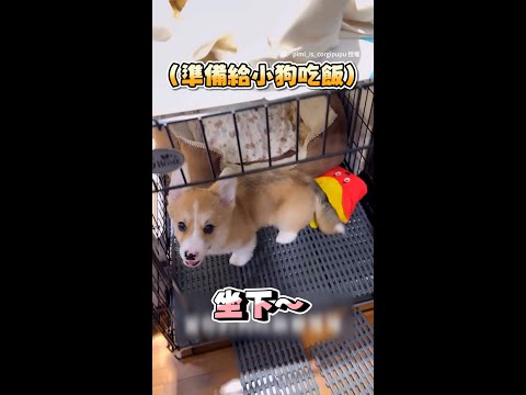 【不看就不想吃了...】小狗等主人放飯　故意轉身裝不在意超萌XD #Shorts thumbnail