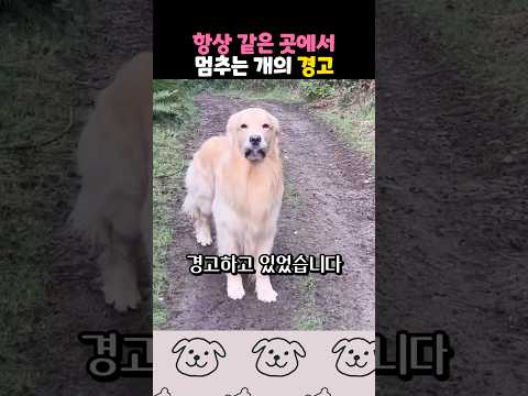 보이지 않는 벽에 가로막힌 리트리버 thumbnail