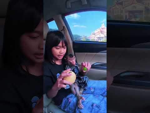 Cia pilih Buah anggur dari pada buah Pear #shortvideo #short #monkey #monyet #funny thumbnail