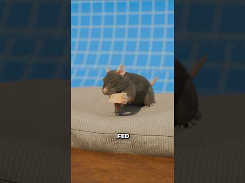 The Drowning Rat Experiment 😱🐭 thumbnail