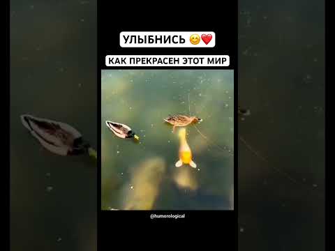Как красиво?лайк❤️#рек#рыба#утки thumbnail