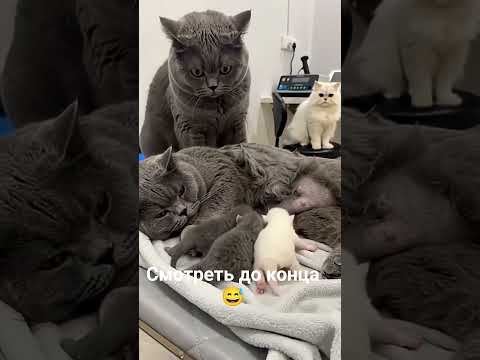 Этот кот, о чём-то догадался thumbnail
