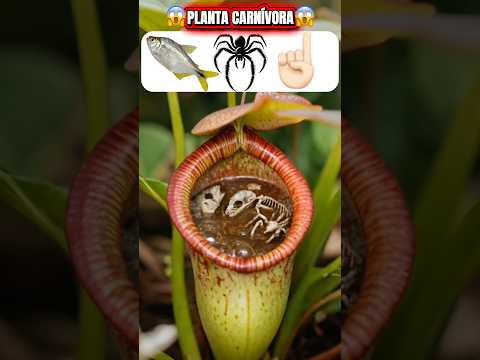 Qual item a planta carnívora consegue digerir?!😱 #shorts thumbnail