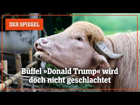 »Donald Trump« in Bangladesch: Albino-Büffel wird doch nicht geschlachtet | DER SPIEGEL thumbnail