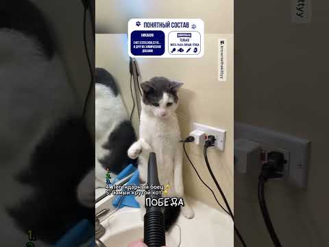 ТОП 5 видео с котами и пылесосом 😹 thumbnail