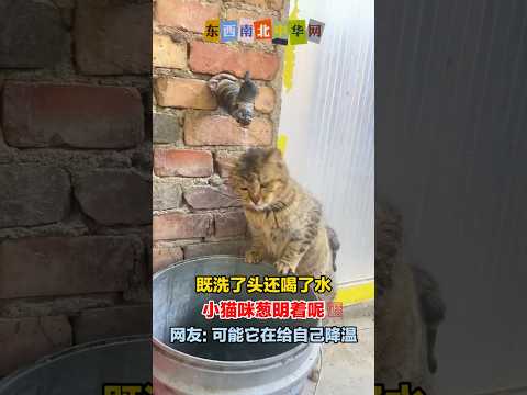 既洗了头还喝了水，小猫咪葱明着呢 thumbnail