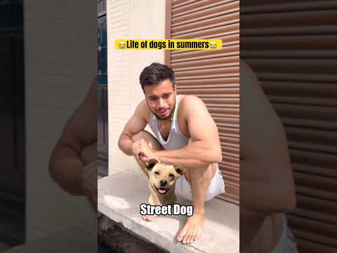 Life of dogs in summers?? #shorts #trending thumbnail