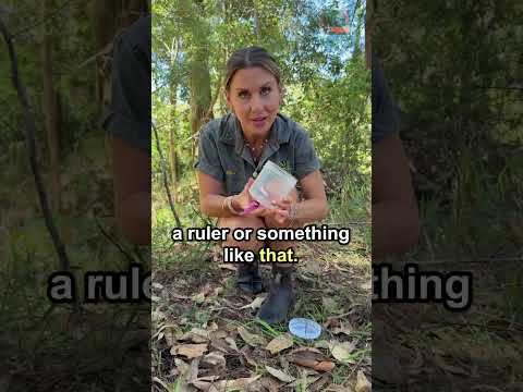 How To Catch A Funnel-Web Spider Safely #shorts #spider #wildlife thumbnail